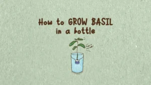 howto-growbasil-in-bottle-0-feature