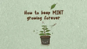 howto-keep-mint-forever-20-feature